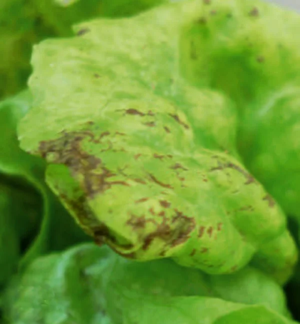 Lettuce mosaic virus