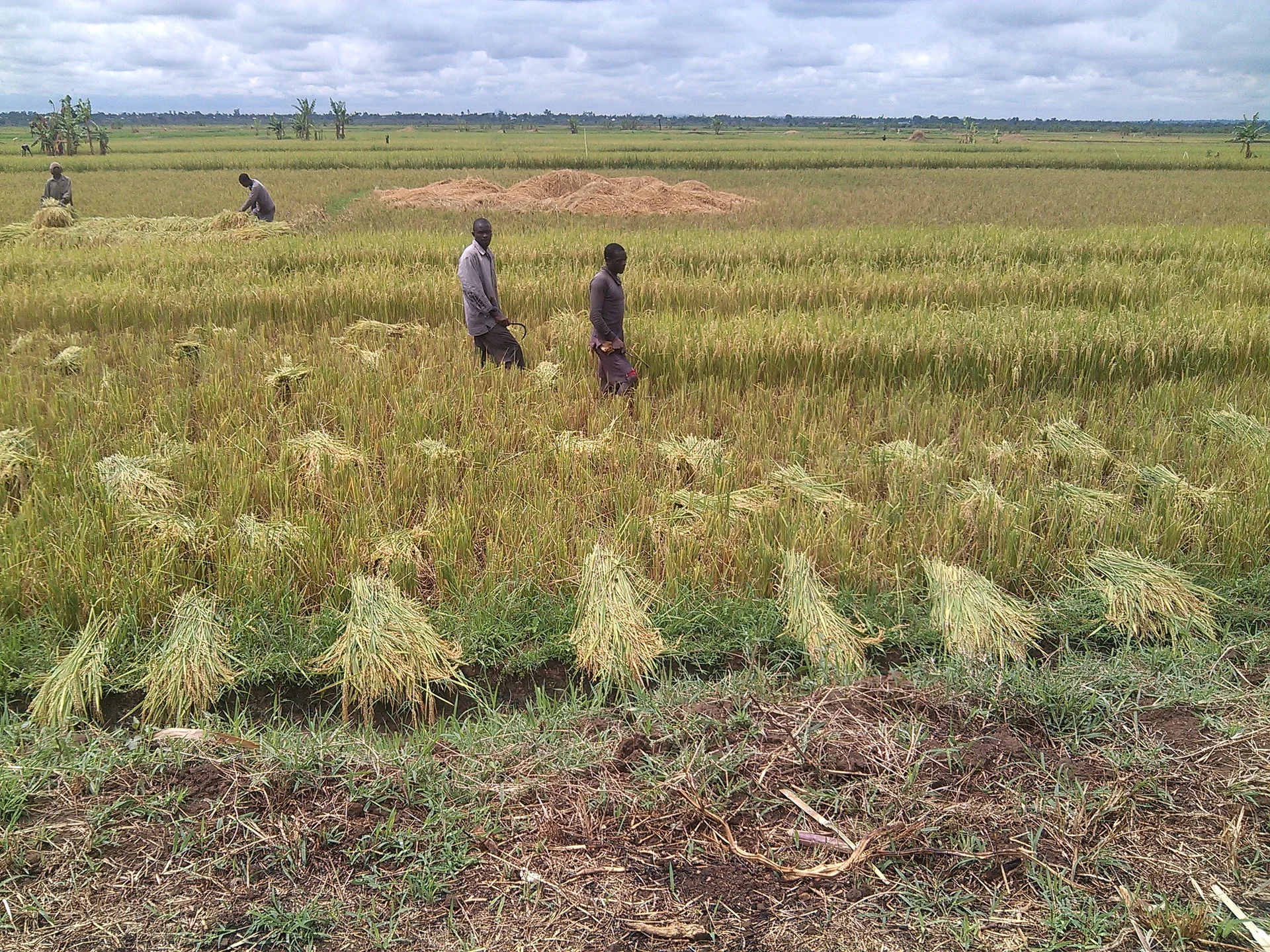 Farmers harvesting a ripe golden rice field