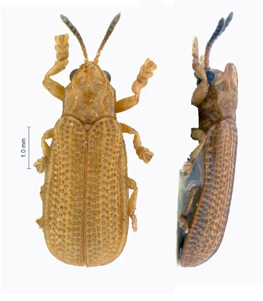 Oil palm leaf miner
