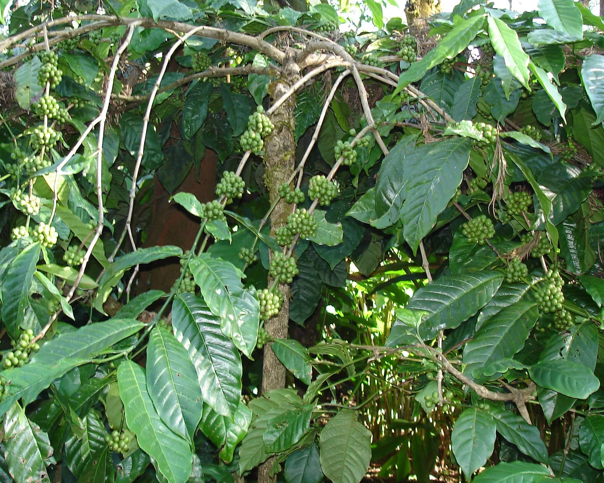 Robusta coffee bush in the field, with large glossy leaves and clusters of green berries along the branches