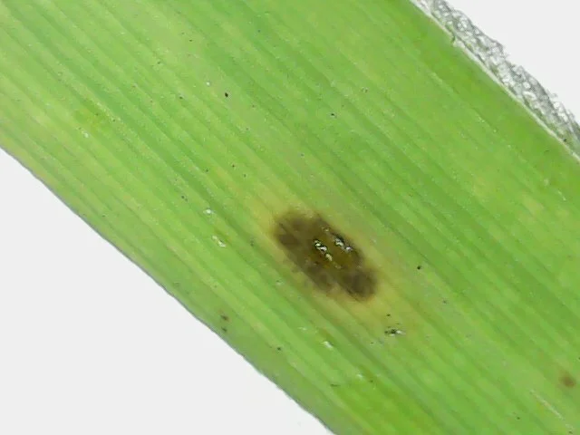 An early blast spot on a living green grass leaf in the field: a small brown lesion with a pale, greyish centre beginning to develop, the first stage of leaf blast caused by Pyricularia grisea (the pearl-millet blast fungus).