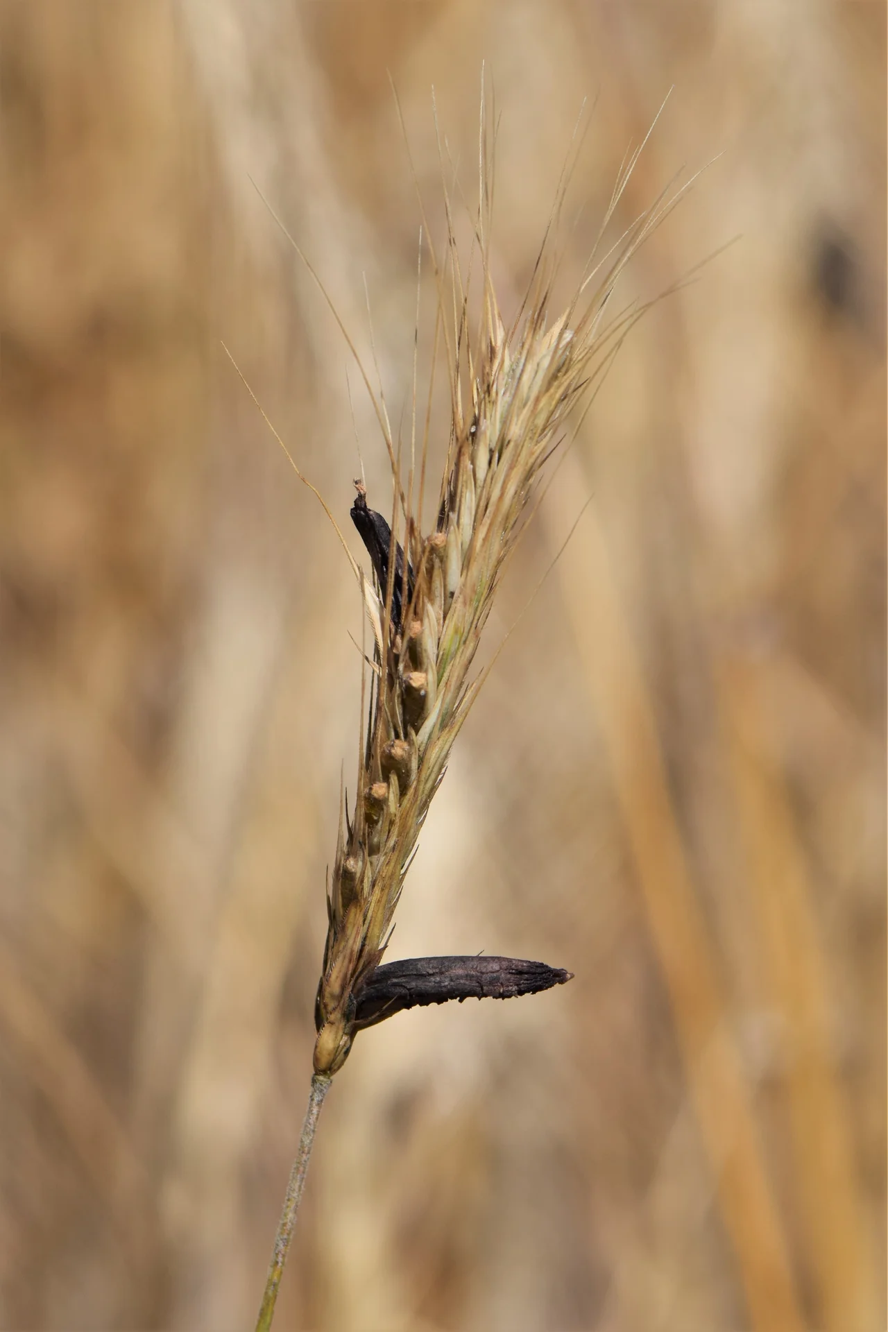Dark, hard, seed-shaped ergot bodies (sclerotia) poking out of a cereal head in the field where grain should be