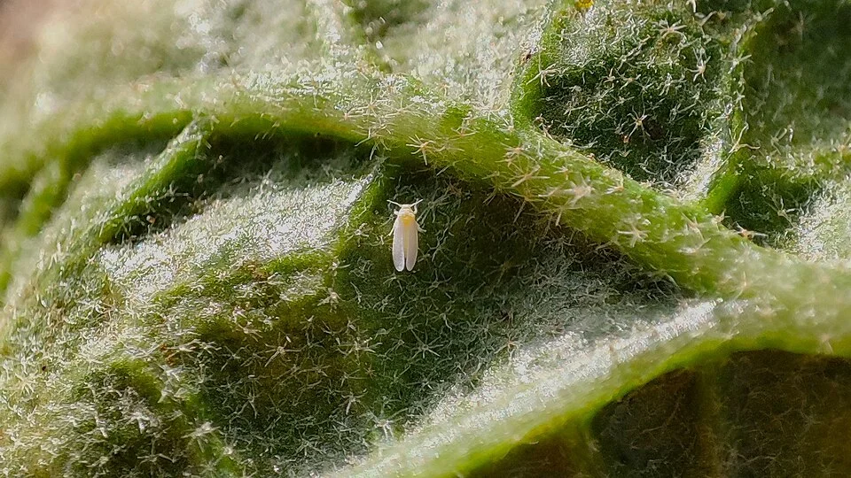 A tiny white adult whitefly, about the size of a grain of sugar, on the hairy underside of a green leaf