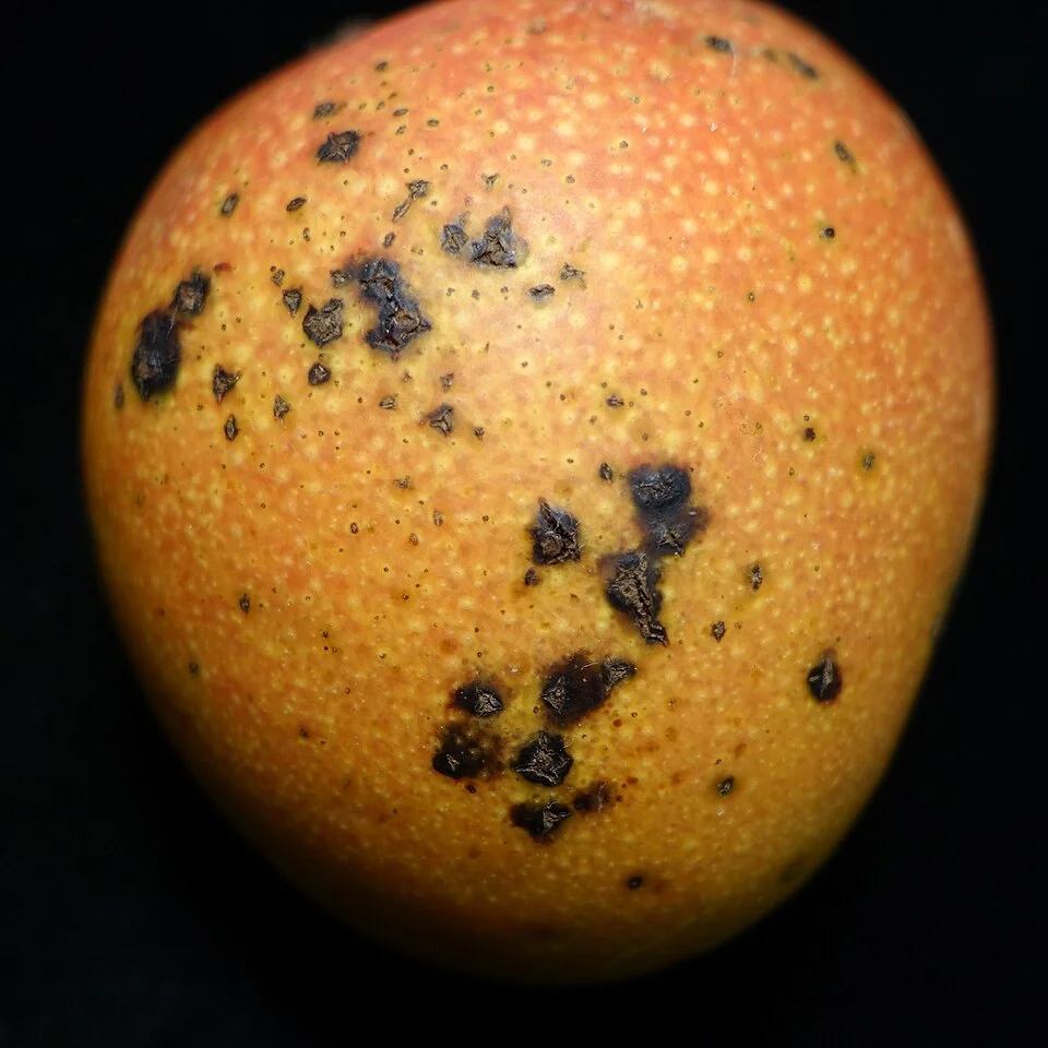 Bacterial black spot
