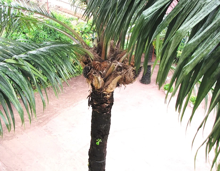 Looking down into the crown of an oil palm in the field, showing the dark fruit bunches nestled among the frond bases — this is where you scout for bunch rot: the hanging bunches and the trash caught in the crown.