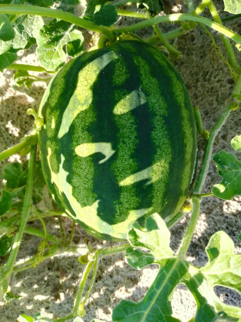 A green, dark-striped watermelon fruit ripening on the vine in a field