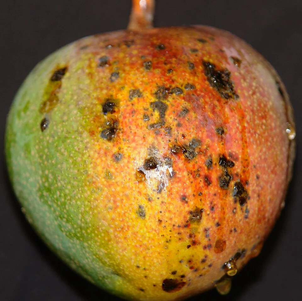 Bacterial black spot
