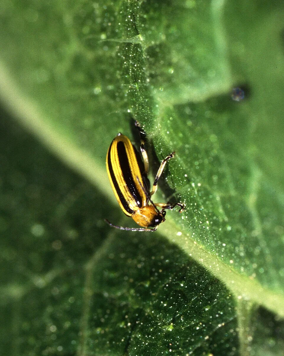 Cucumber beetles