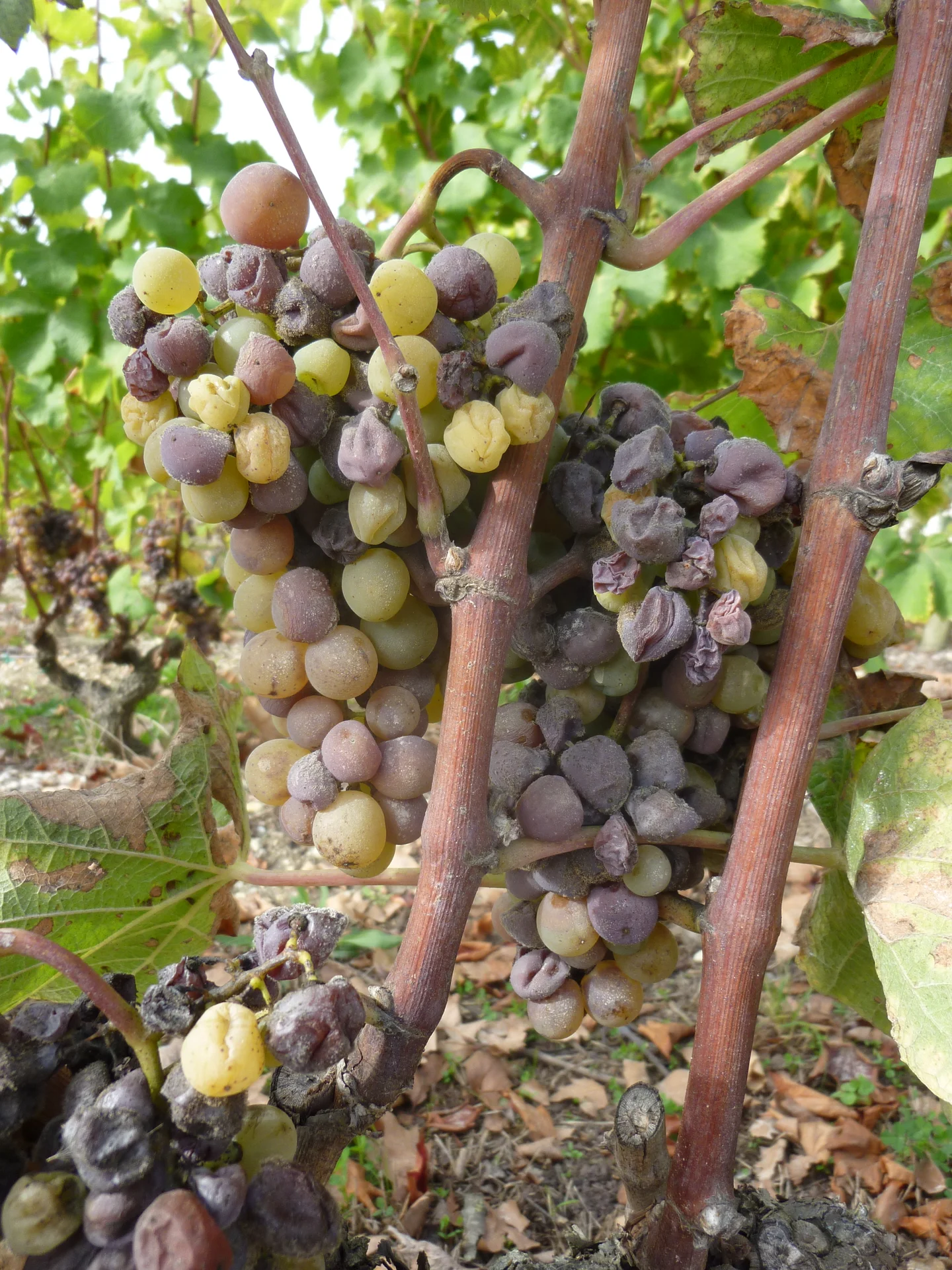 Grape bunches on the vine collapsing with grey mould (bunch rot), berries shrivelled and rotting