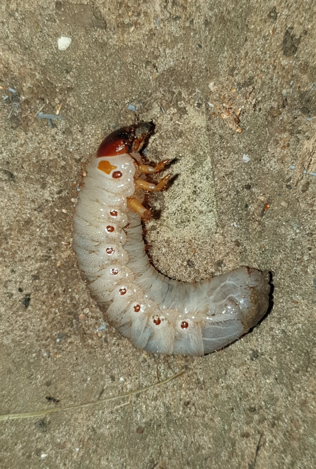 Fat, creamy-white C-shaped rhinoceros beetle grub with a red-brown head, found in decaying palm material