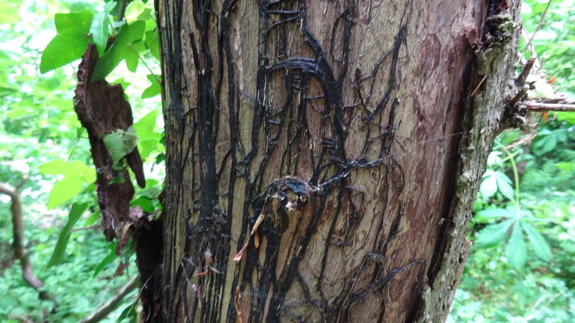 Black bootlace-like fungal strands (rhizomorphs) of Armillaria running up under the bark of a tree trunk