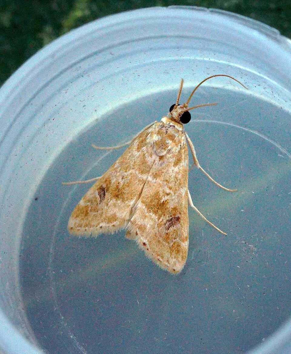 Cabbage webworm
