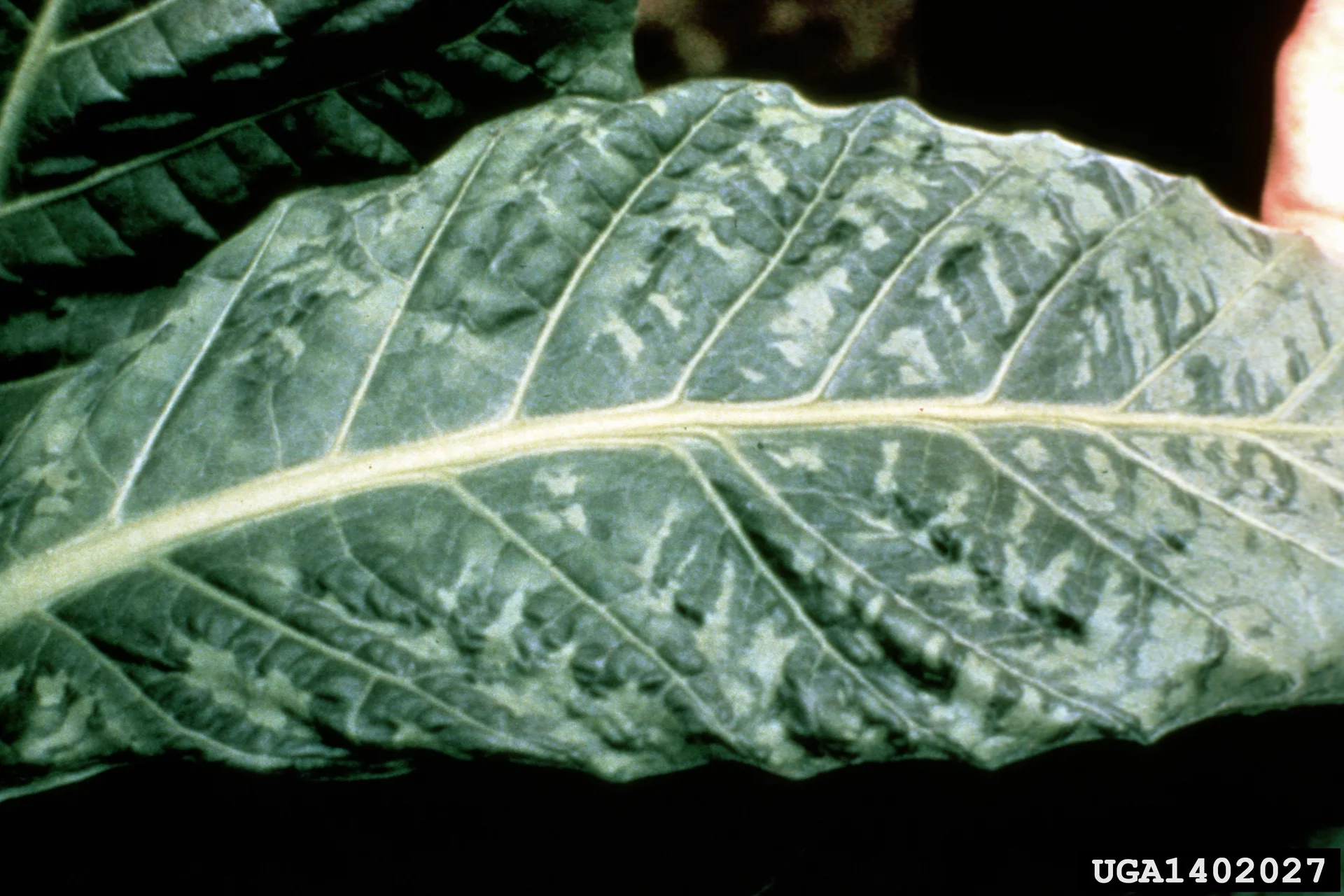 Tobacco leaf with light-green and dark-green mosaic mottling and blistering typical of tobacco mosaic virus