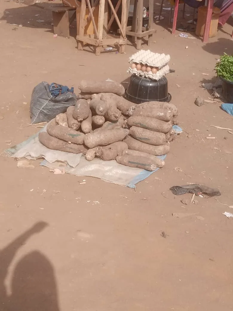 Freshly harvested yam tubers laid out for sale at a West African market, the stage where farmers select and cut-test tubers for dry rot before eating, selling or replanting them as setts.