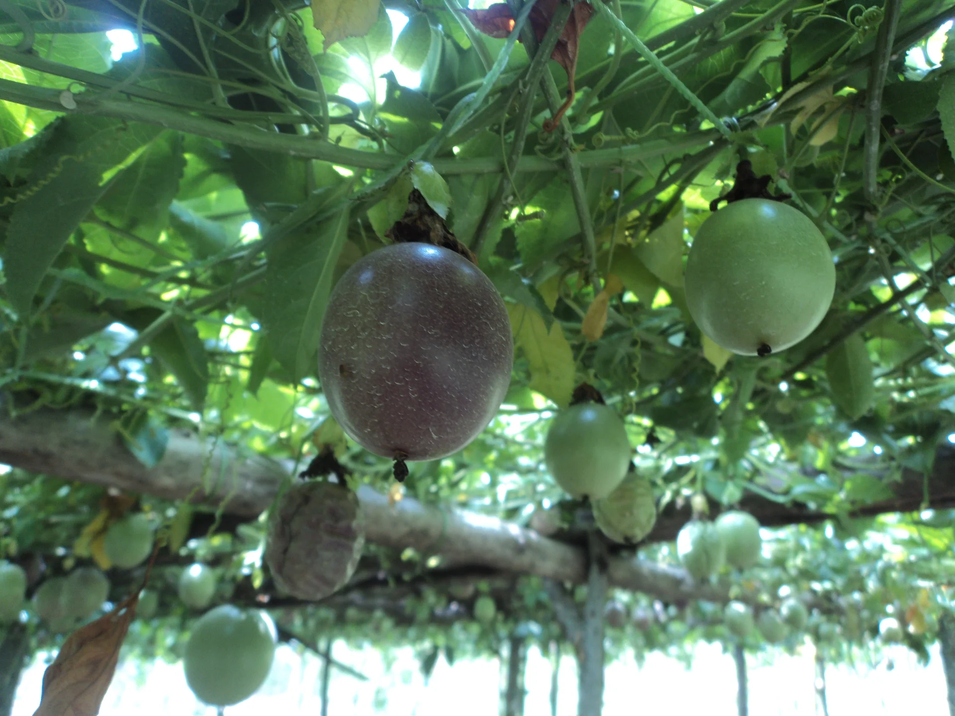 Passion-fruit vine on a trellis with a ripe purple fruit and green developing fruits hanging among the leaves