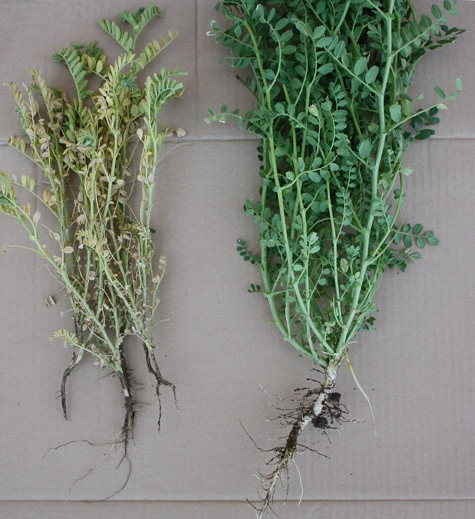 Root rot