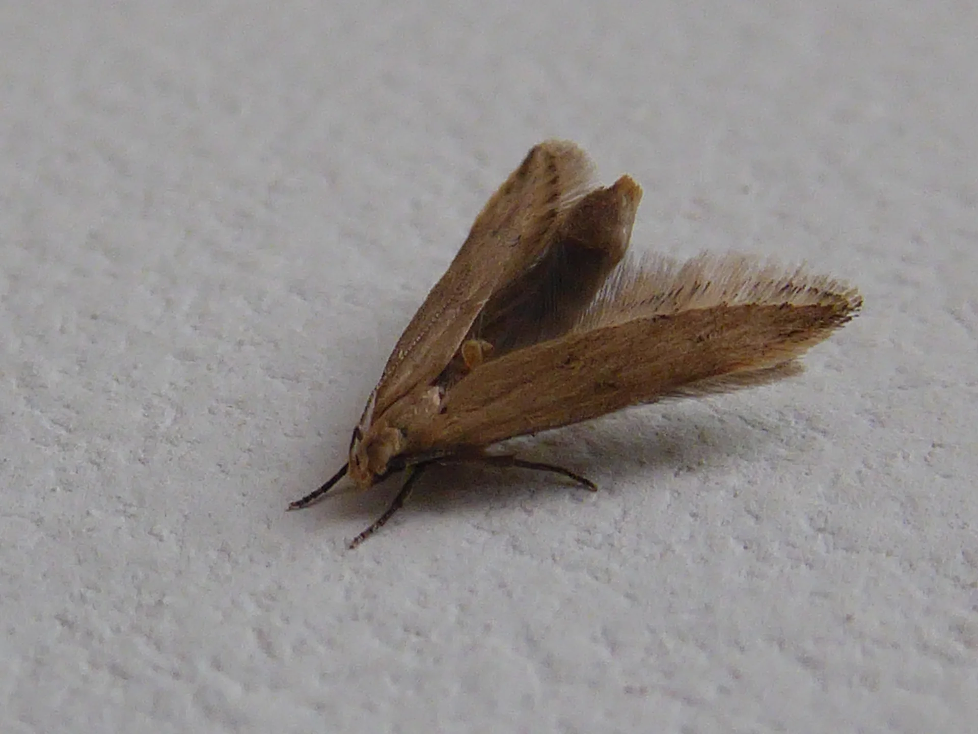 Straw-coloured Angoumois grain moth at rest, side view, showing the roof-like folded wings, pointed forewing and long hindwing fringe