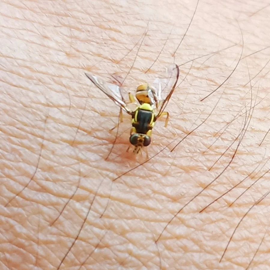 Fruit flies