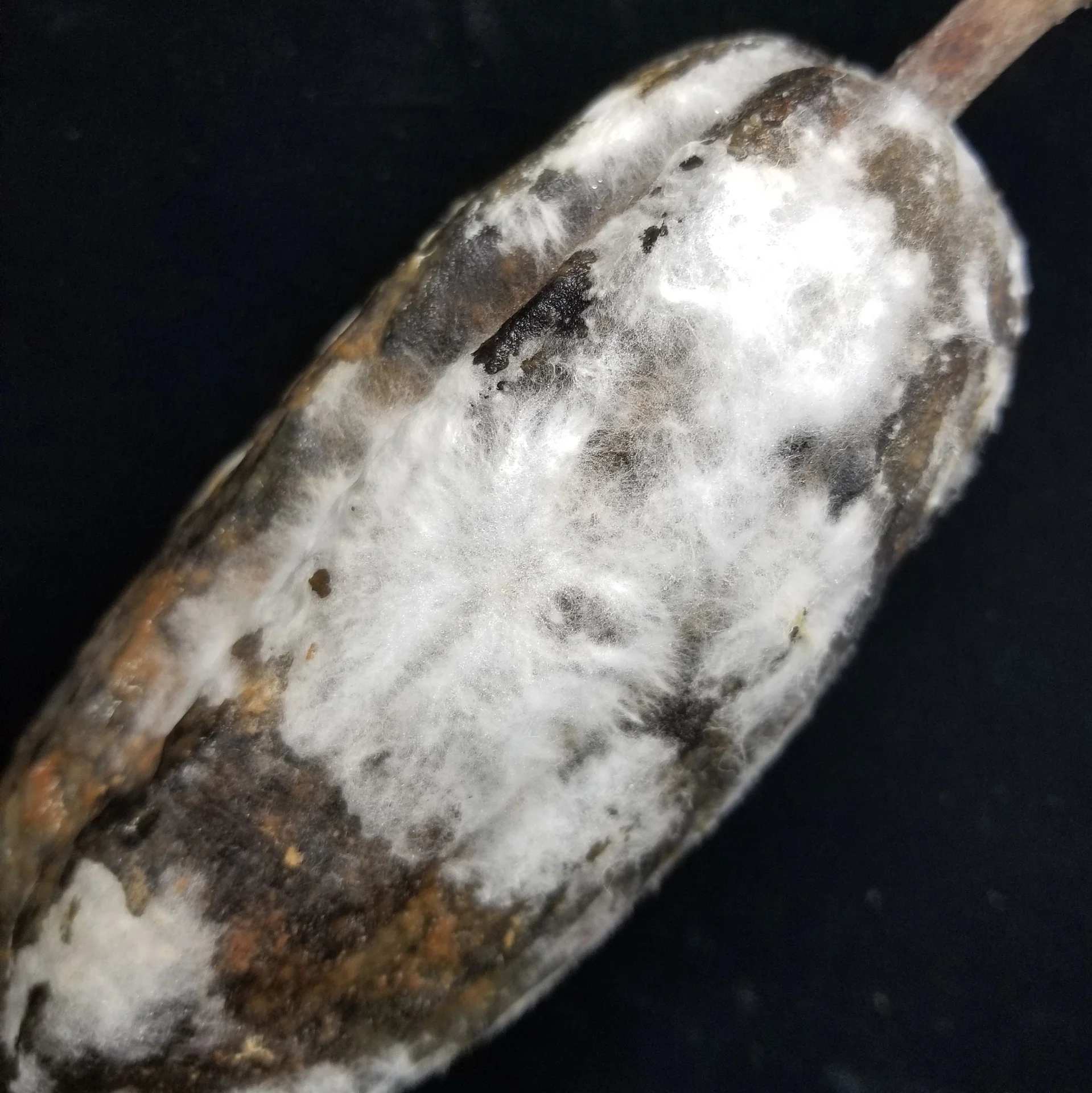 Close-up of a rotten cocoa pod smothered in the white, powdery mould bloom of black pod, the sure give-away sign of the disease.