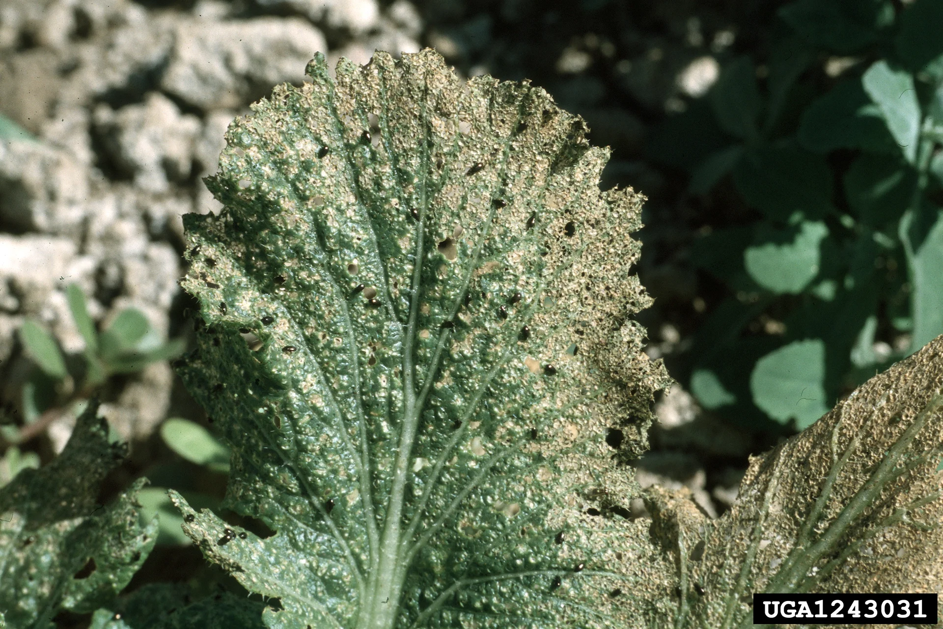 A brassica plant in the field riddled with flea-beetle shot-holes, its leaves reduced to a sieve with many tiny black beetles feeding on it