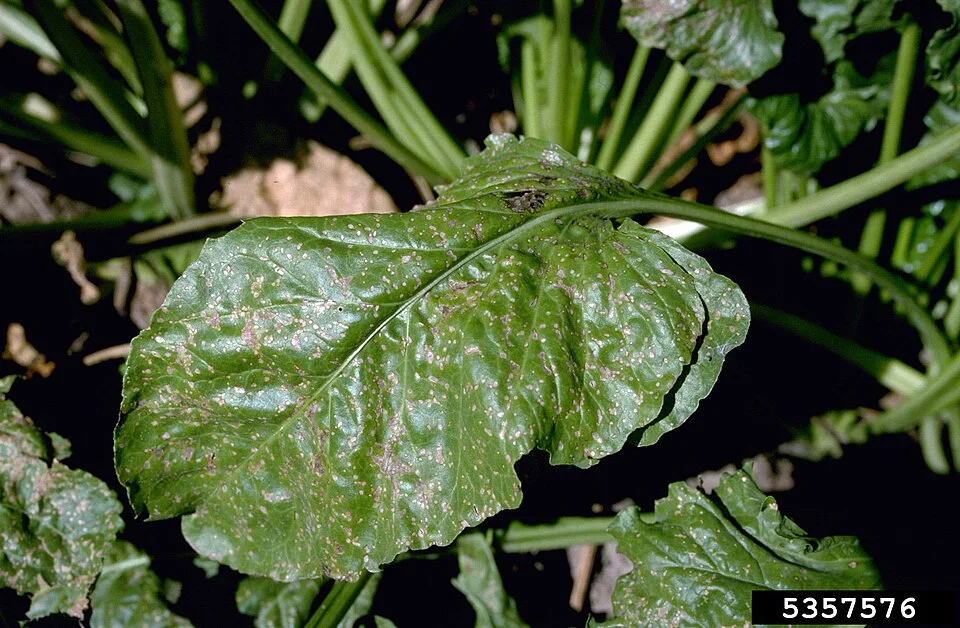 Cercospora leaf spot