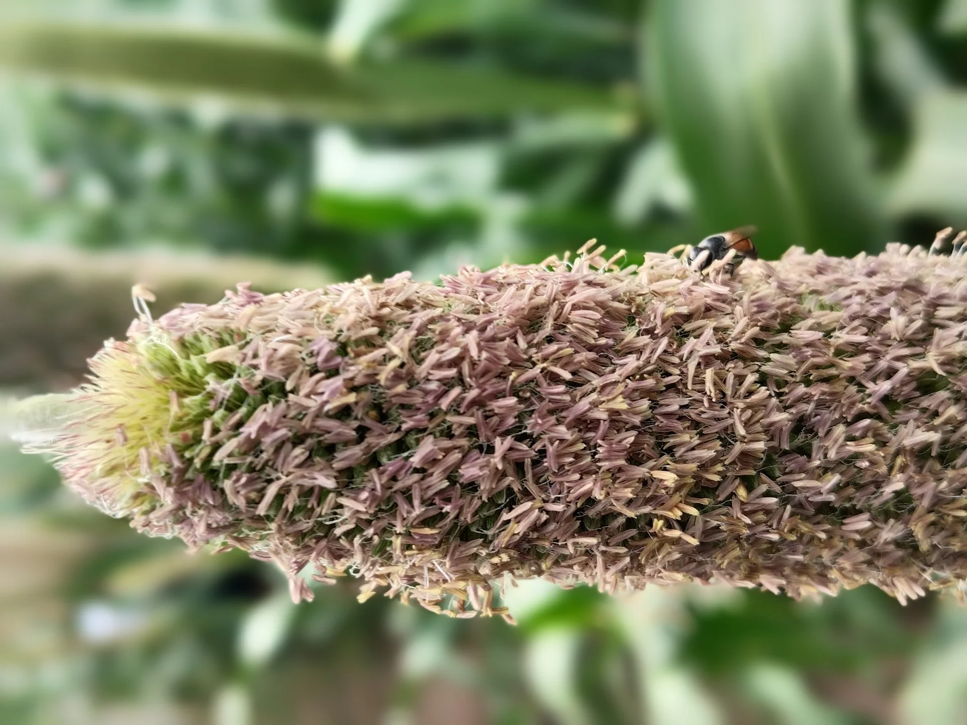 Close view of a flowering pearl millet head (candle-shaped panicle) in the field — the grain spike the head miner tunnels into