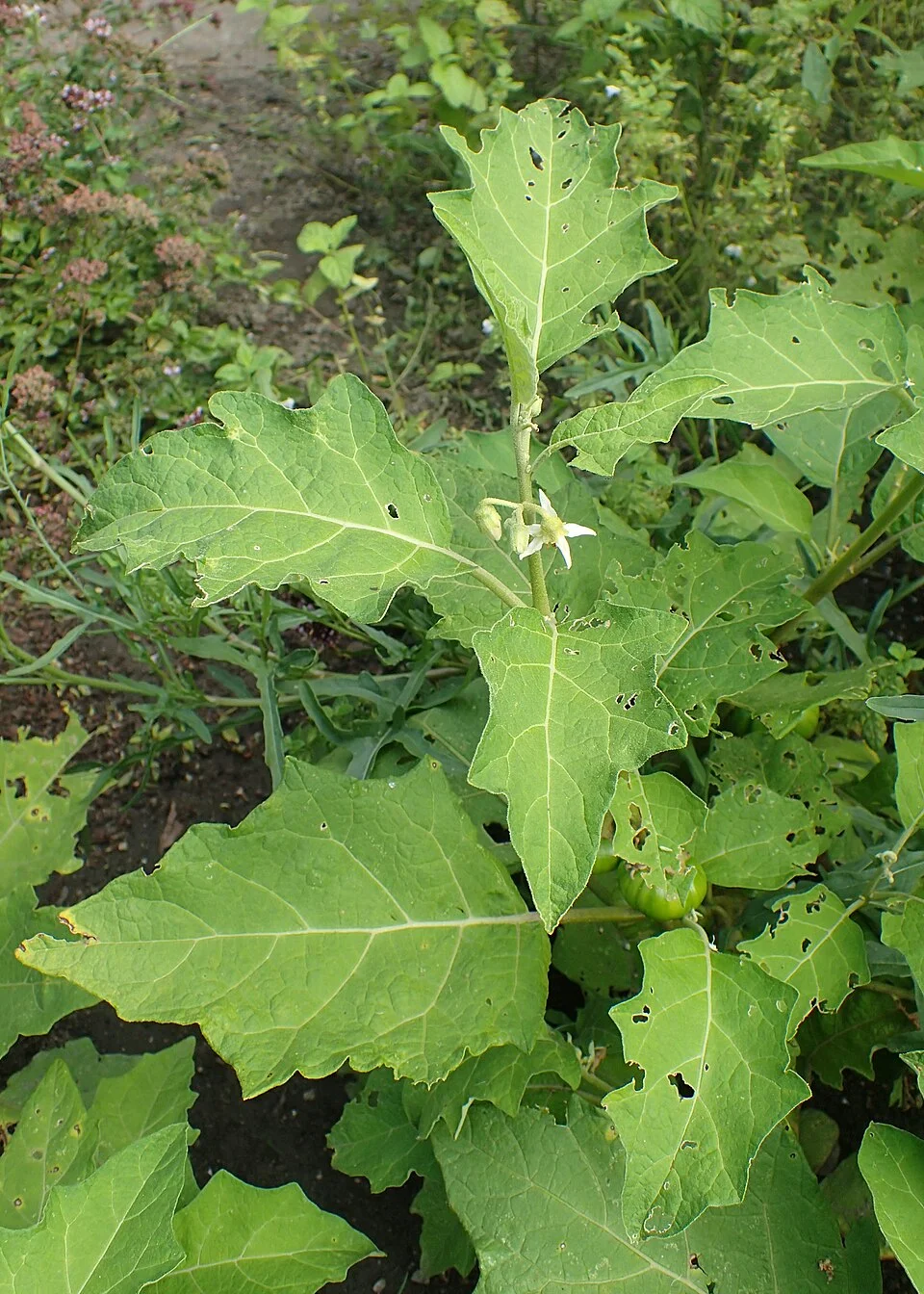 African eggplant