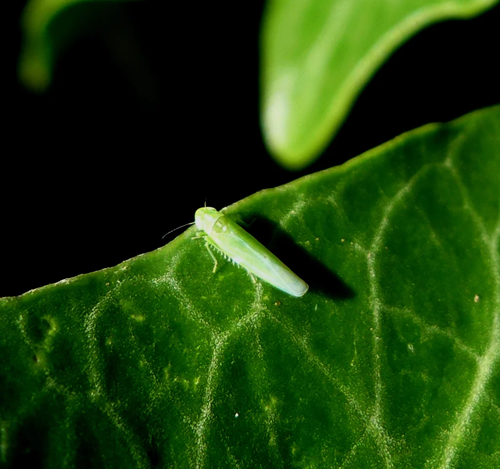 A tiny pale-green wedge-shaped jassid (Empoasca leafhopper) resting on the edge of a green leaf, as a farmer would see it on the crop
