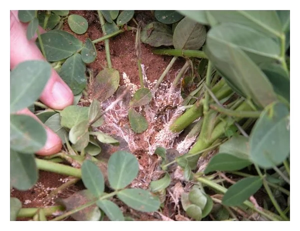 Collar rot on a young groundnut plant in the field: white cottony mould spreading over the stem base at the soil line with tan beads (sclerotia)