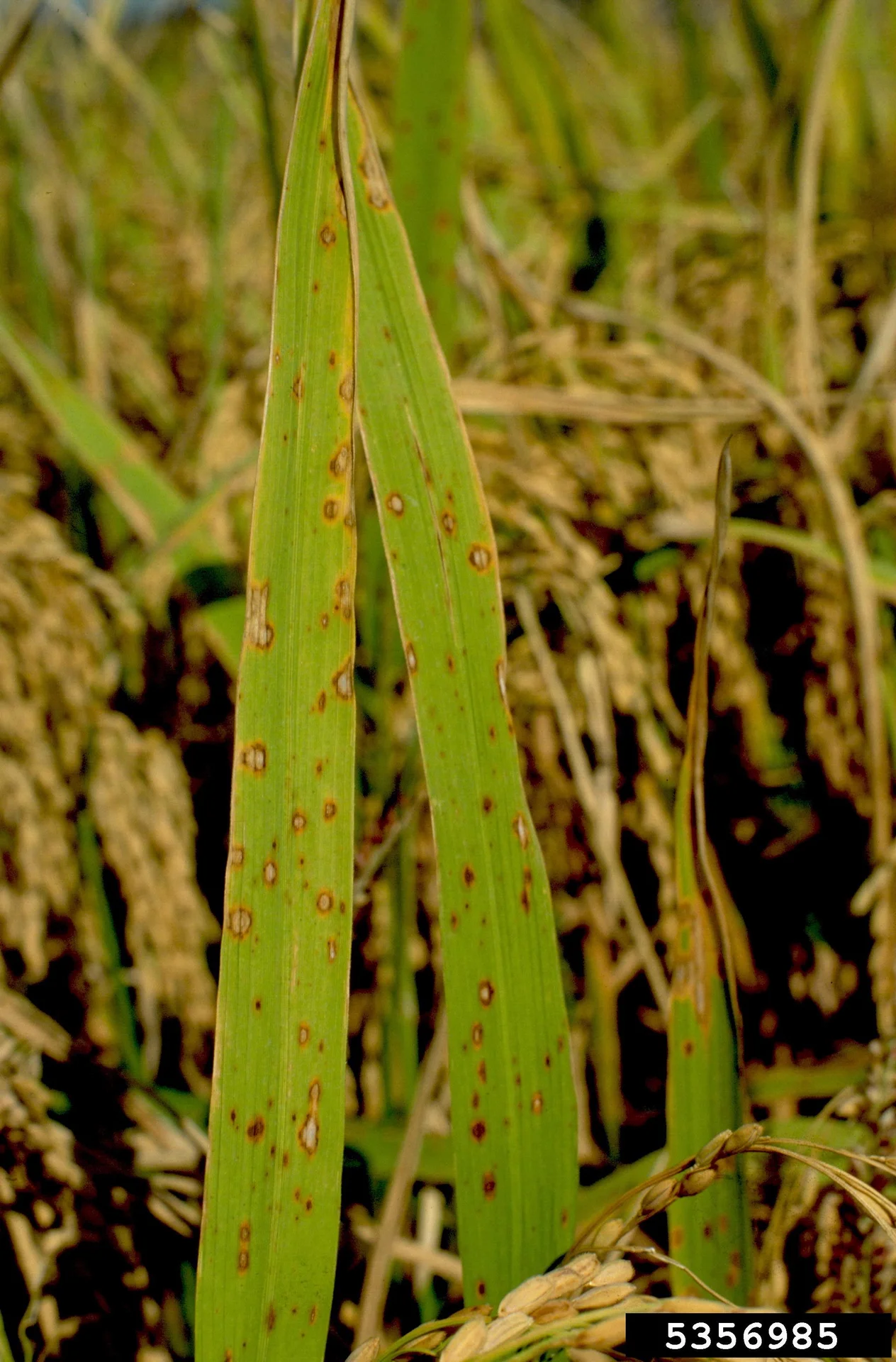 Rice leaves in a heading paddy peppered with small oval brown spots that have pale straw centres and brown edges, typical of brown spot disease