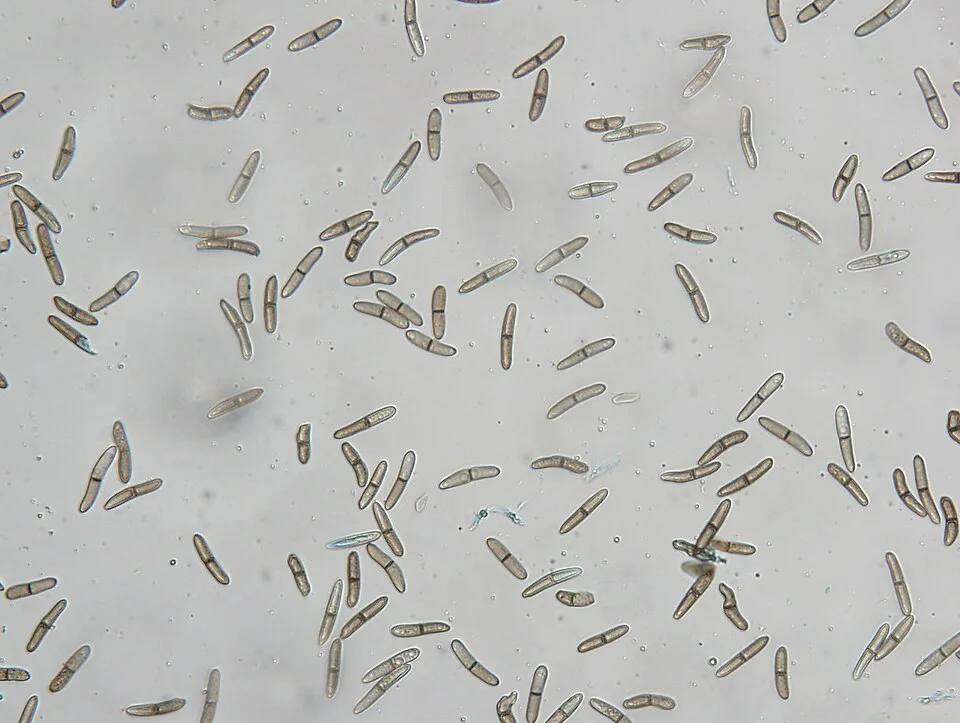 Diplodia root and stalk rot