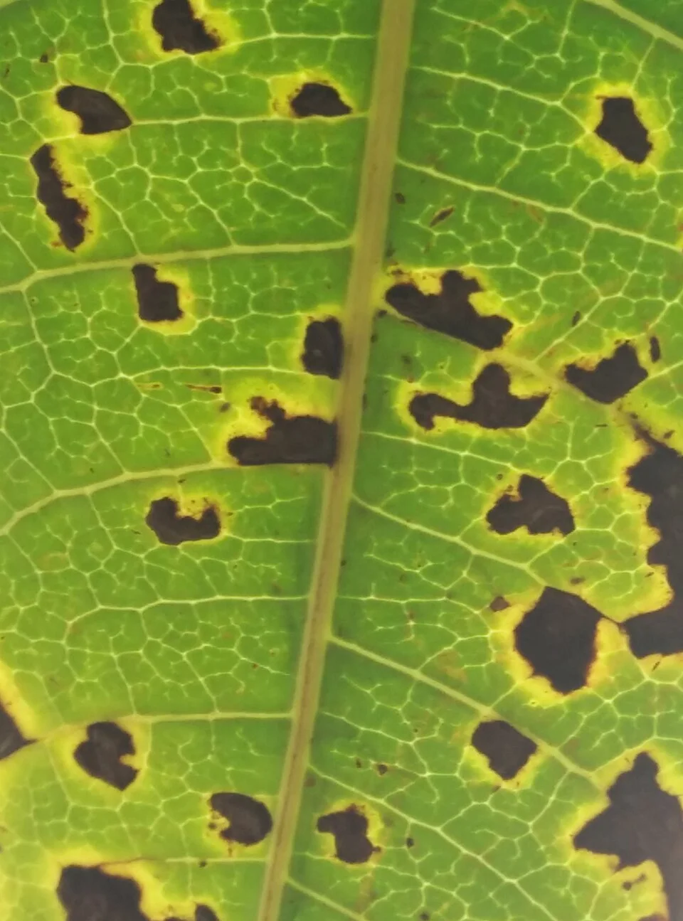 Bacterial black spot