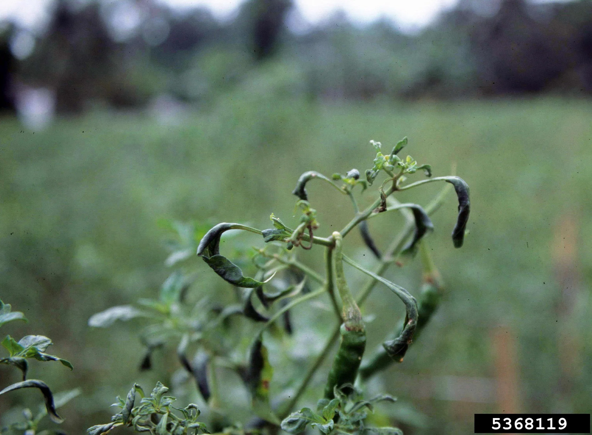 Growing tip of a pepper plant badly crippled by broad mite, with young leaves curled tightly downward and distorted