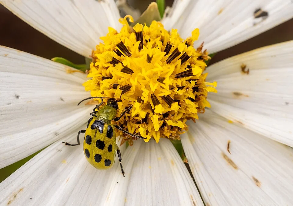 Cucumber beetles