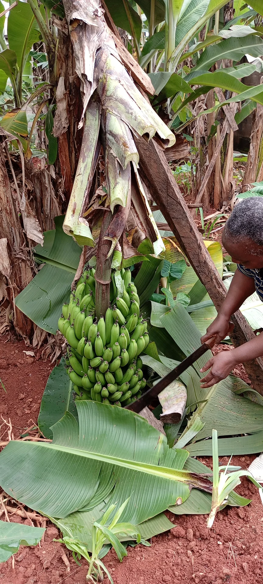 Farmer harvesting a heavy bunch of green banana fingers from a plant in a smallholder field