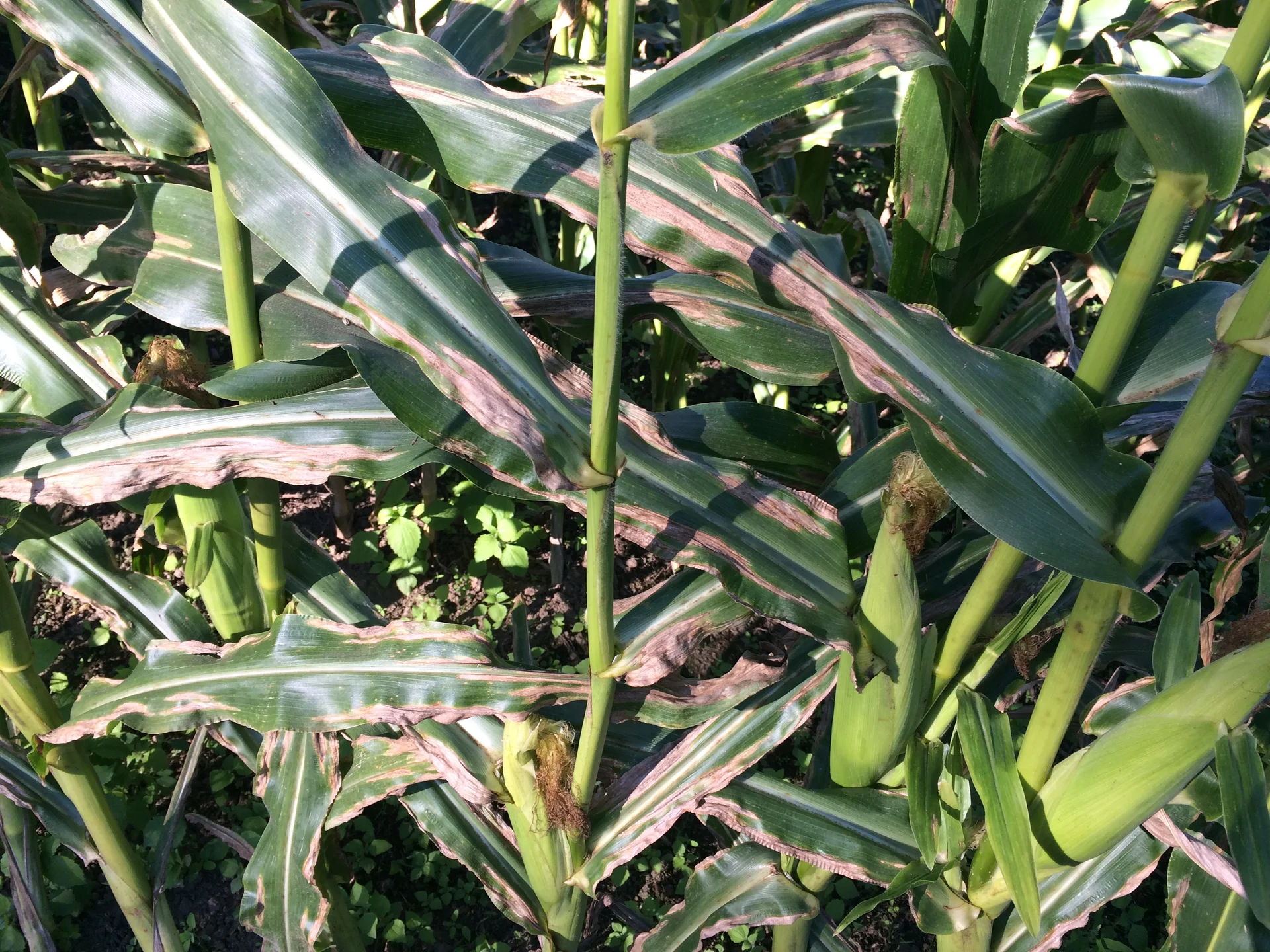 Maize plants in a field with long cigar-shaped tan lesions of turcicum leaf blight running along the leaves