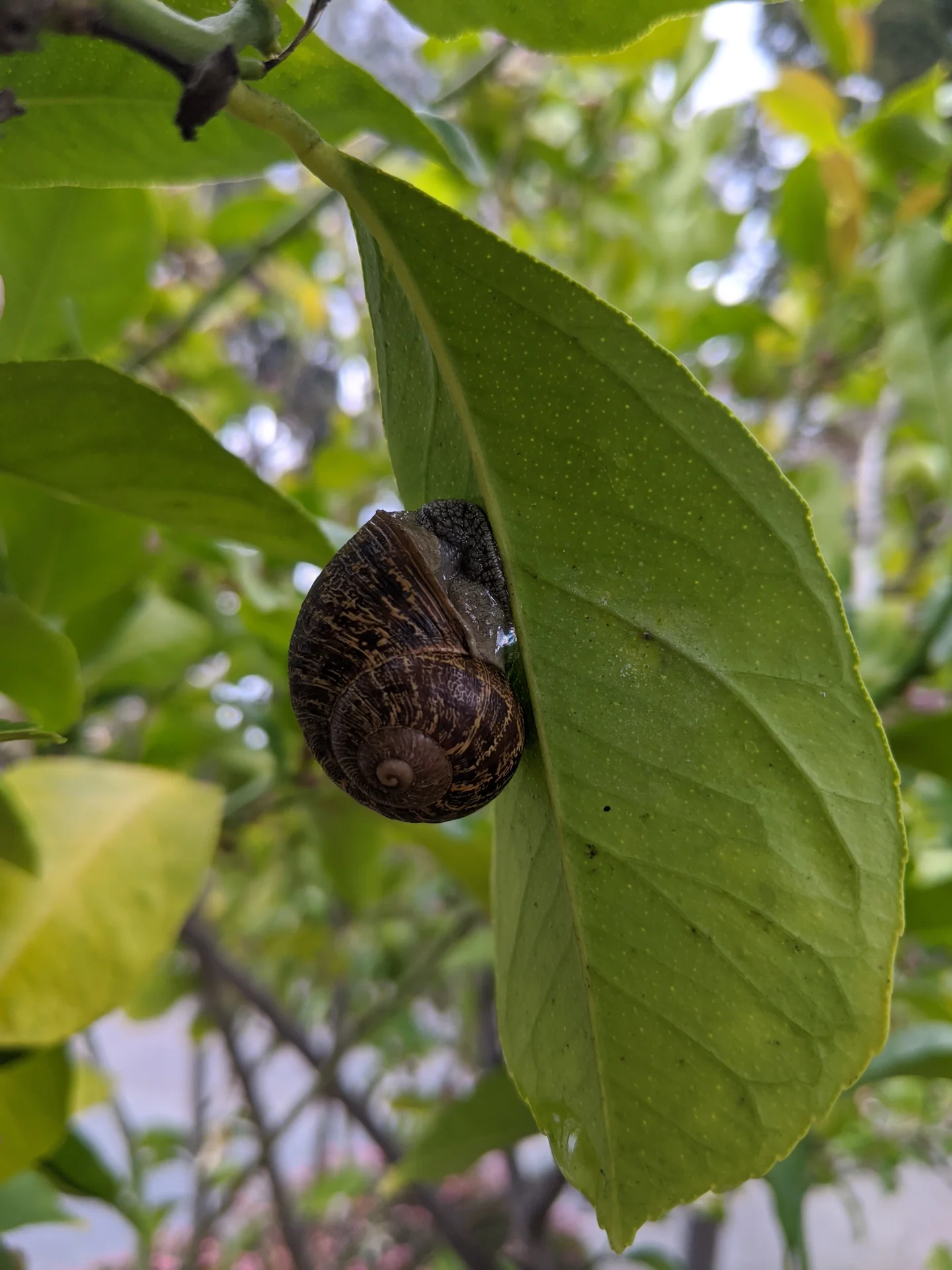 A brown-shelled garden snail clinging to the underside of a green plant leaf