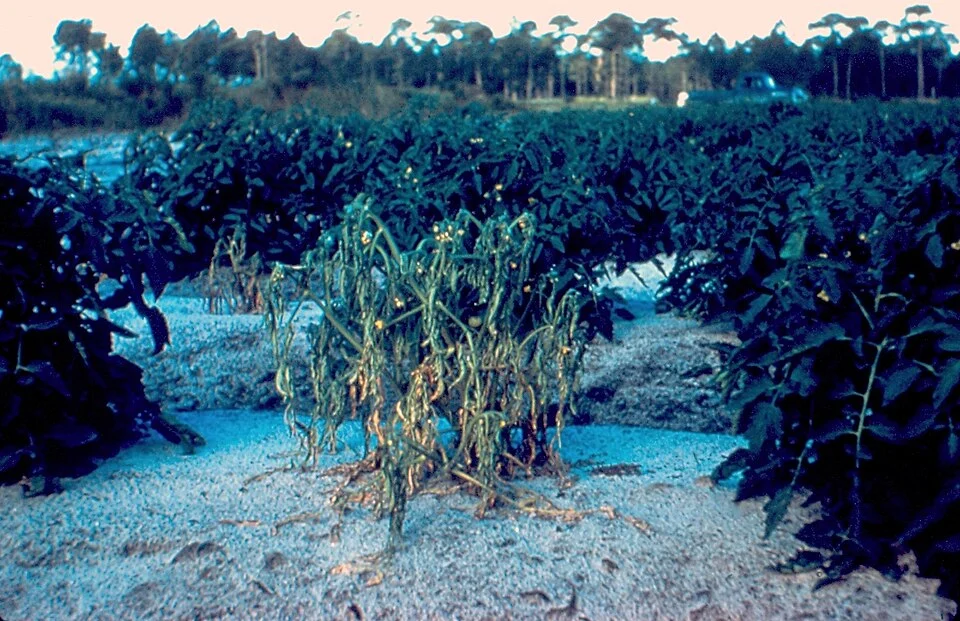 Bacterial wilt