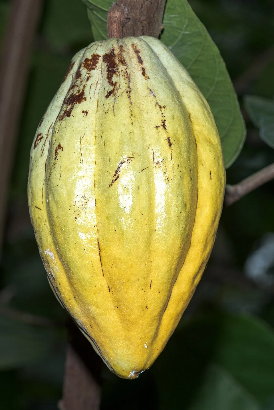 Cocoa