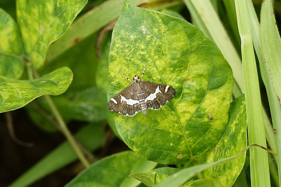 Amaranth leaf webber