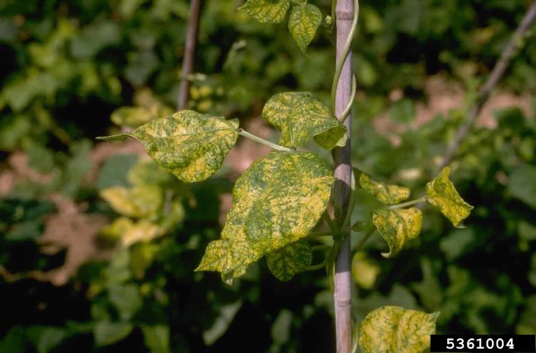 Bean common mosaic virus
