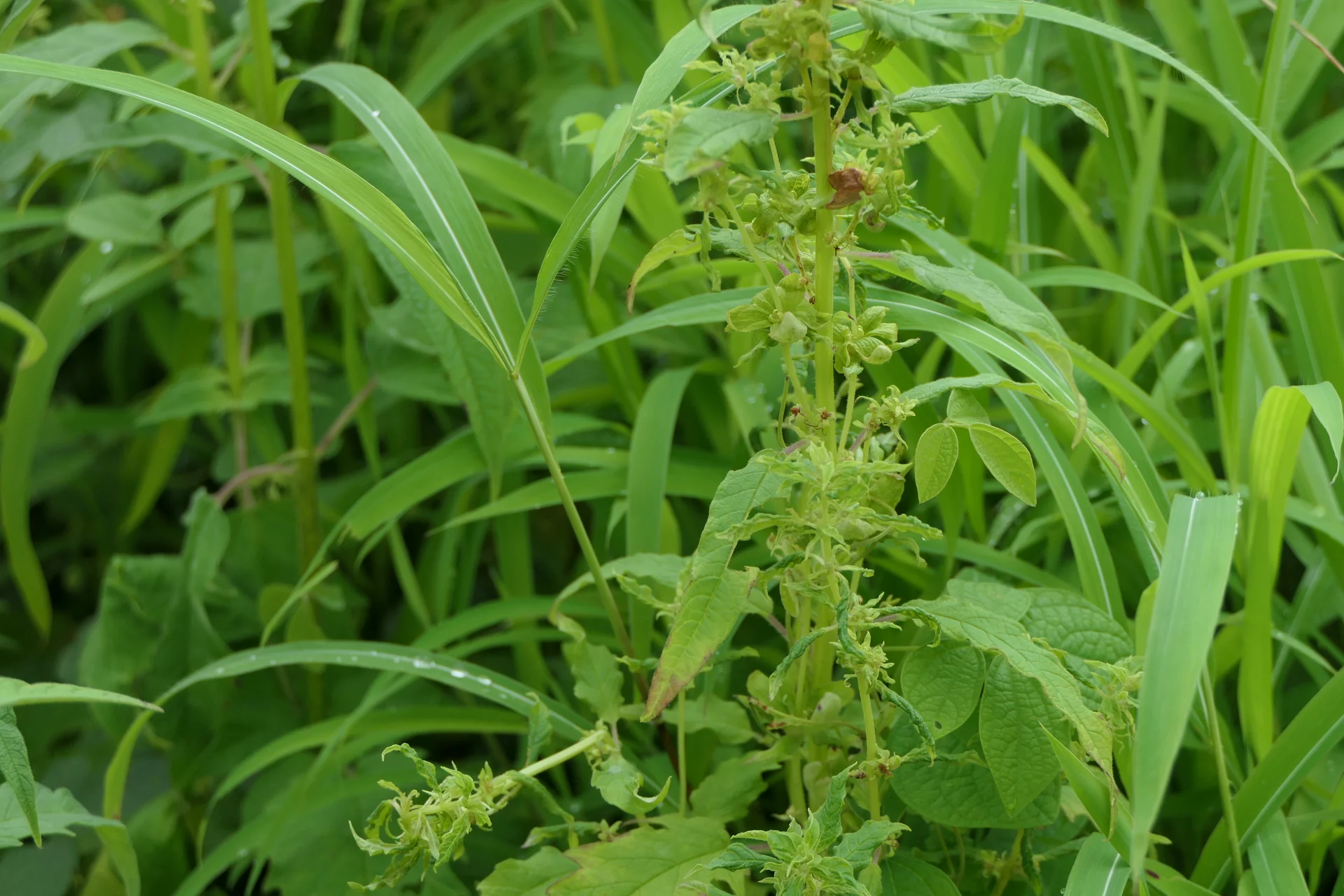 A whole sesame stem infected with phyllody: instead of normal flowers and seed capsules, the flowering stalk is crowded with green leafy tufts and twisted broom-like shoots running all the way up the stem, setting no seed