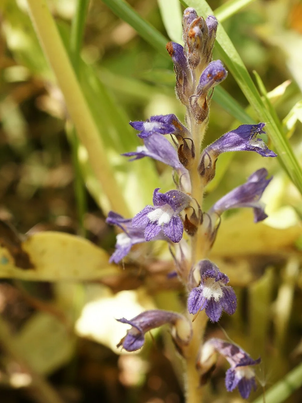 Broomrape