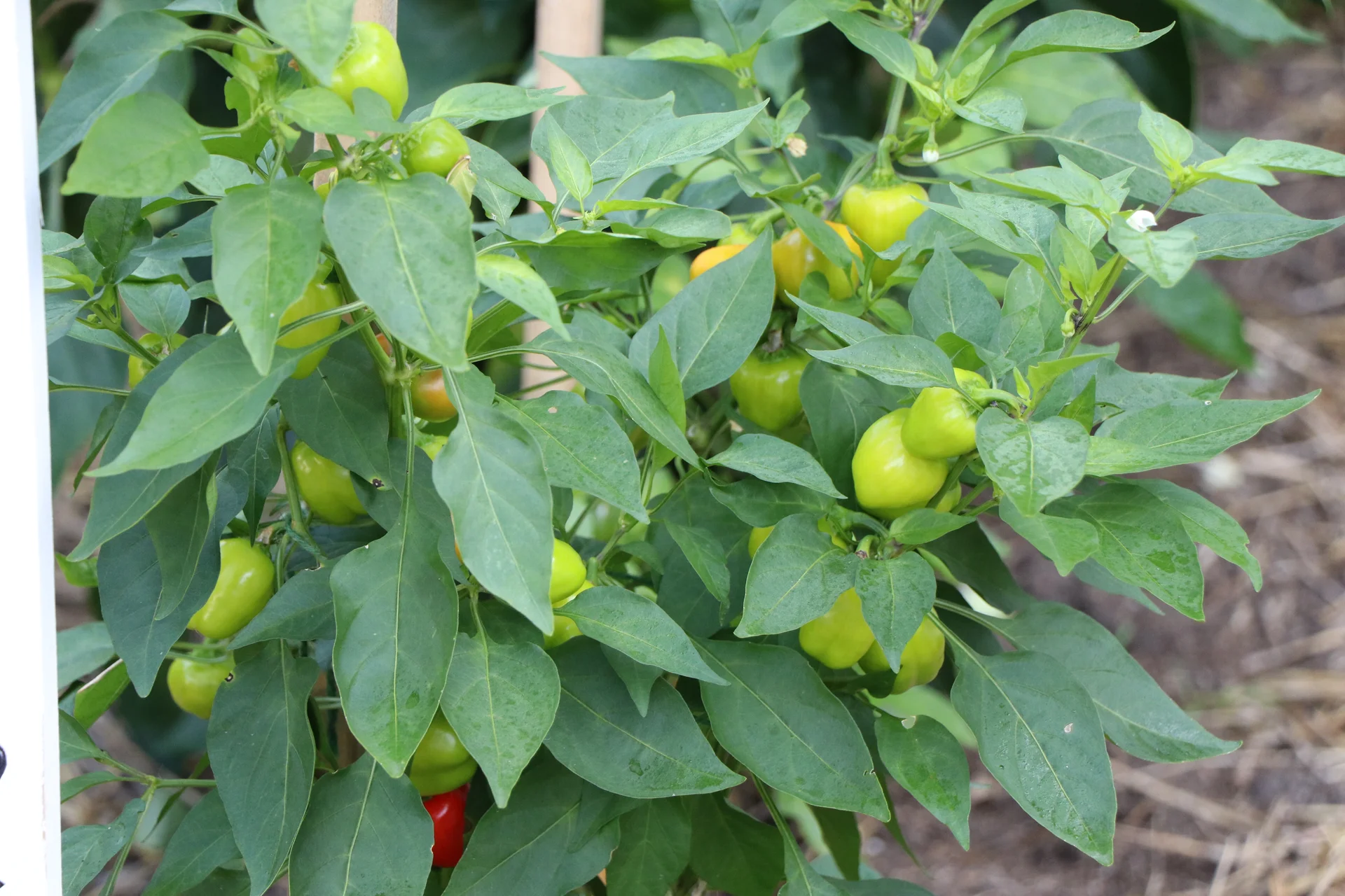 A sweet pepper plant in the field carrying green blocky fruit among its leaves