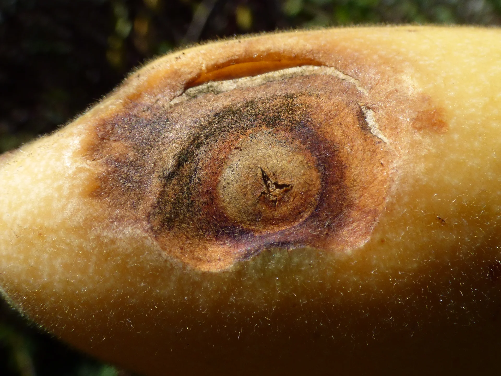Close-up of a passion fruit with a sunken brown spot marked by concentric rings like a target, with a tan centre — the classic brown-spot lesion.