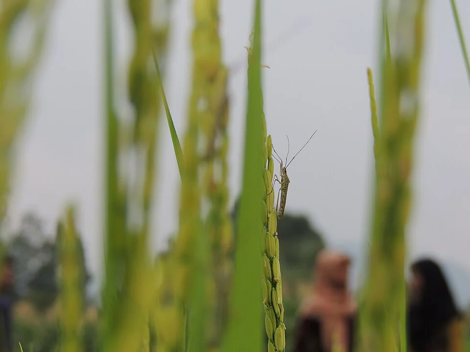 Rice bugs