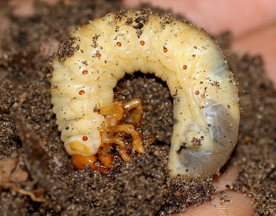 White grubs
