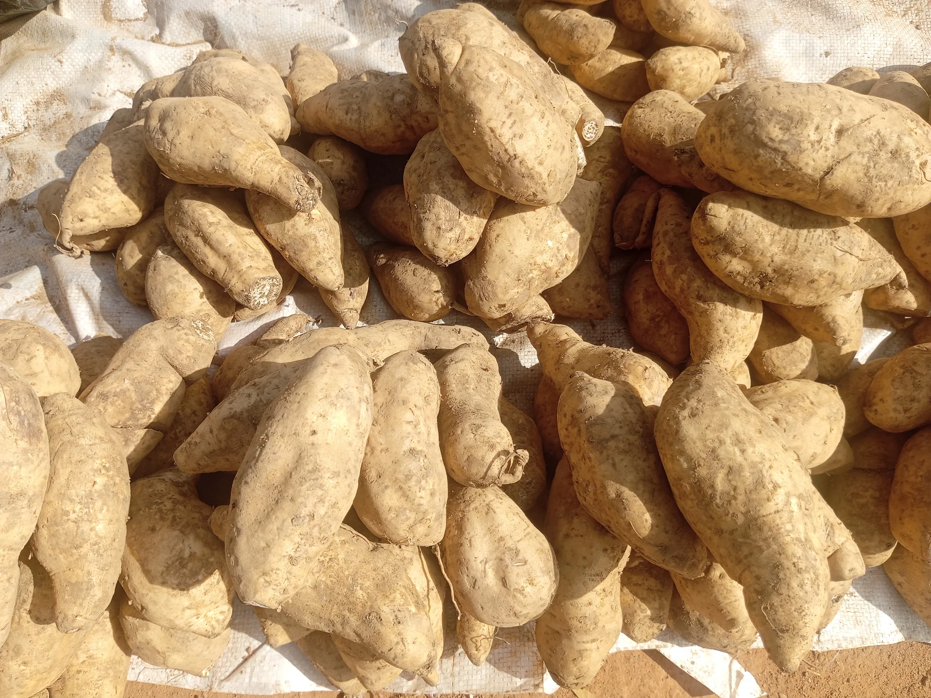 A pile of freshly harvested tan-skinned sweet potato roots at a market in Kaduna, Nigeria