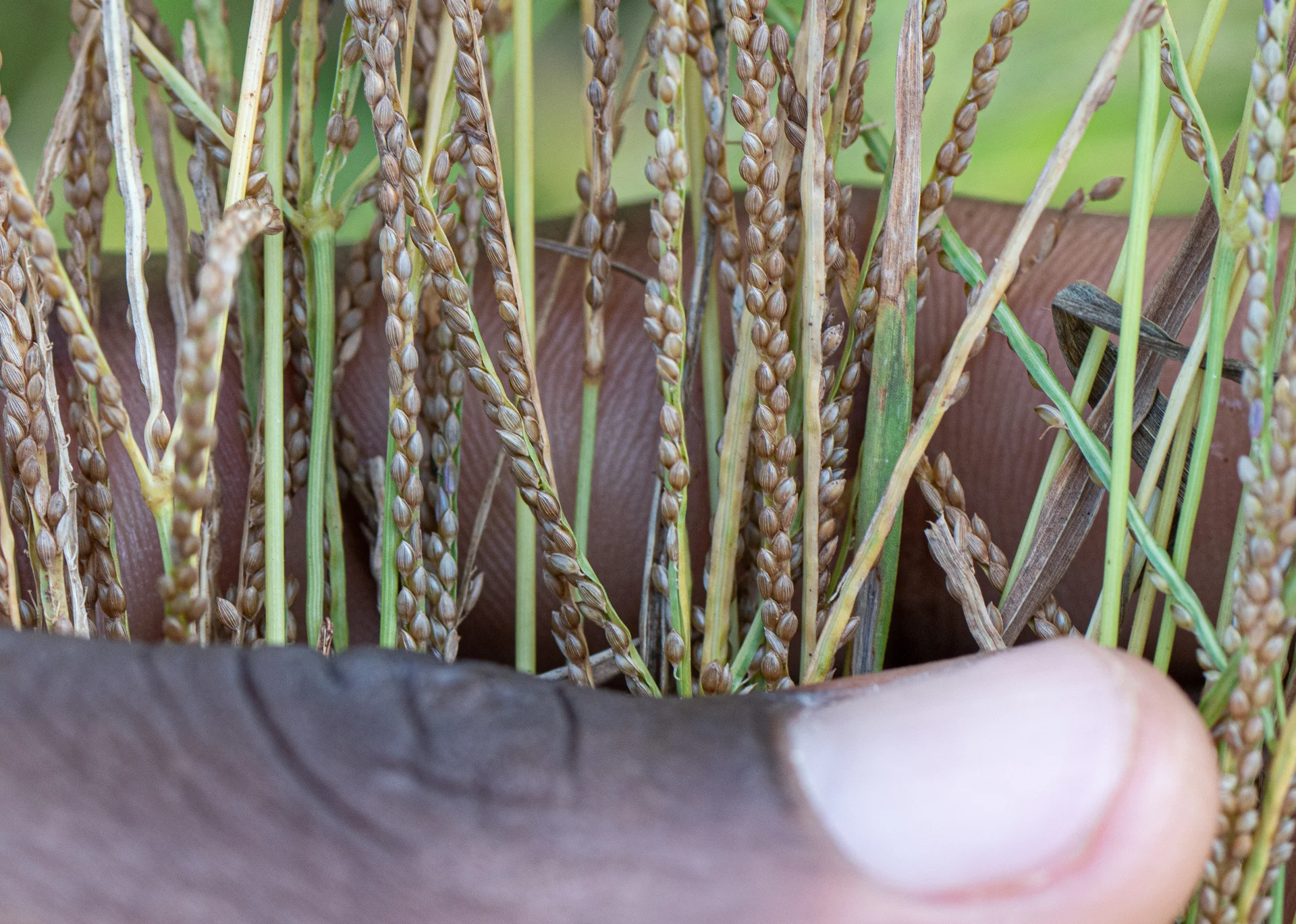 Ripening fonio seed heads on the plant, slender panicles of tiny grains in the field