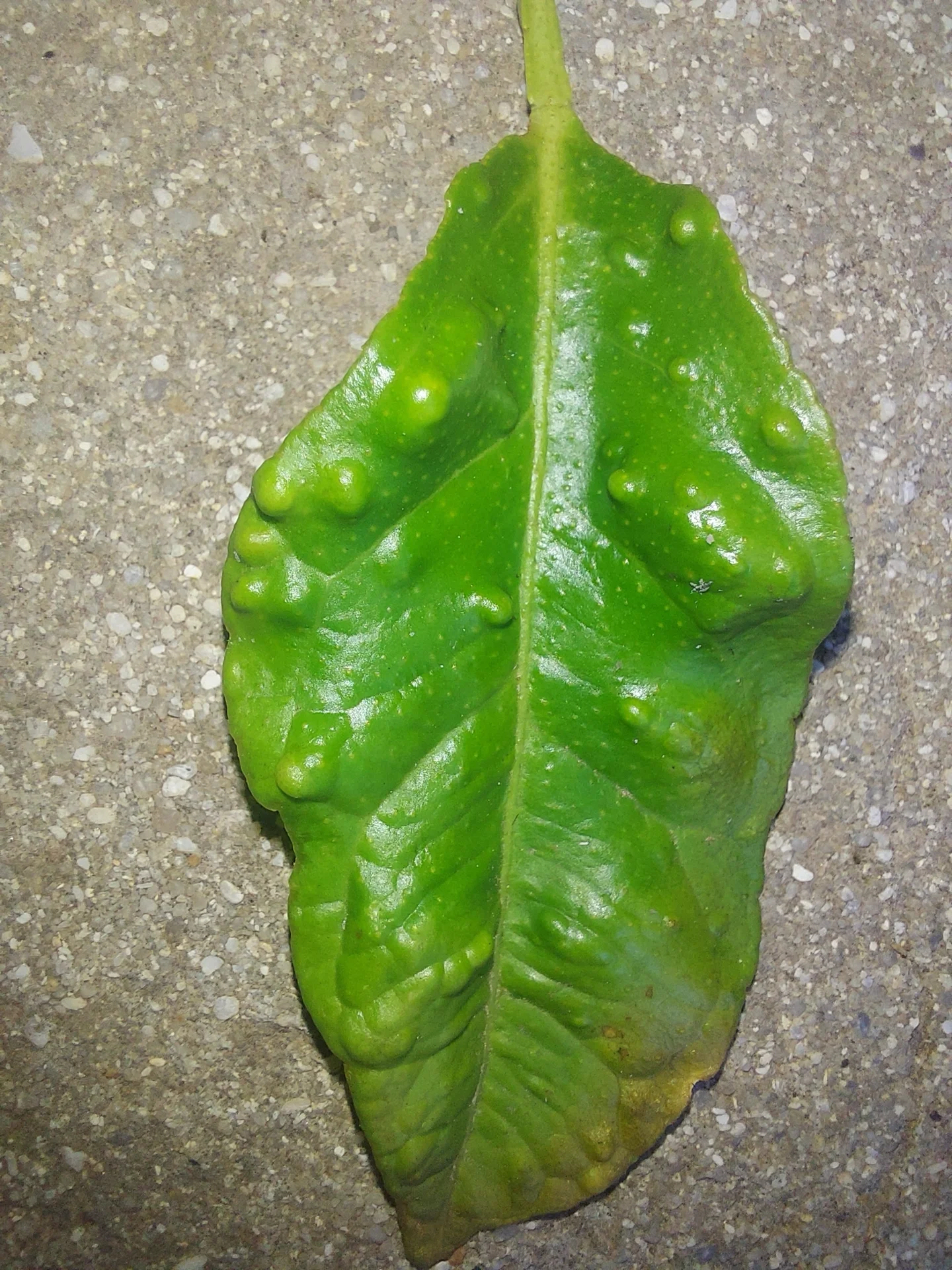 Close-up of a citrus leaf covered in cup- and blister-shaped pit galls raised by citrus psyllid feeding on the new flush